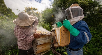 Día Mundial de las Abejas – Anton Janša – Eslovenia - Perú – noticias – 14 mayo