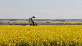 Colza: una apuesta productiva para