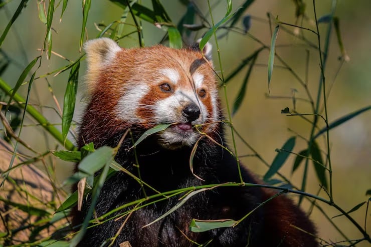 El monitoreo del panda rojo con cámaras trampa enfrenta límites por la nieve, la lluvia, el frío, los robos y el campo de visión reducido (Magnific)