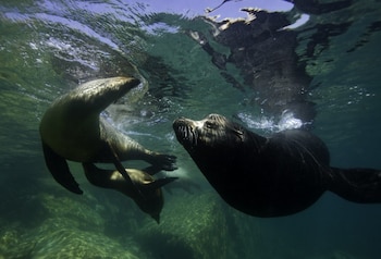 Tres leones marinos de California nadan bajo el agua. La superficie del agua está iluminada con ondas de luz. El fondo marino es rocoso y oscuro