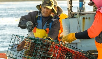 Pescador con sombrero de camuflaje y overol amarillo manipula una trampa de langosta verde con langostas dentro y fuera de ella, a bordo de un barco
