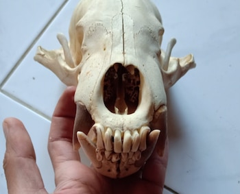 Primer plano de un cráneo de oso malayo de color hueso, sostenido por una mano humana, con detalles de su dentadura y cavidades nasales/oculares visibles sobre un fondo claro