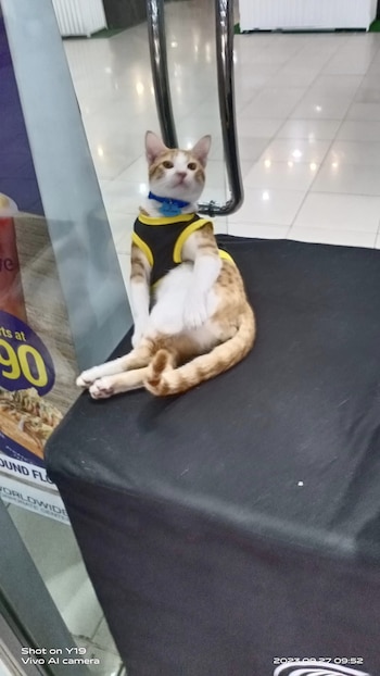 Al felino le gusta descansar