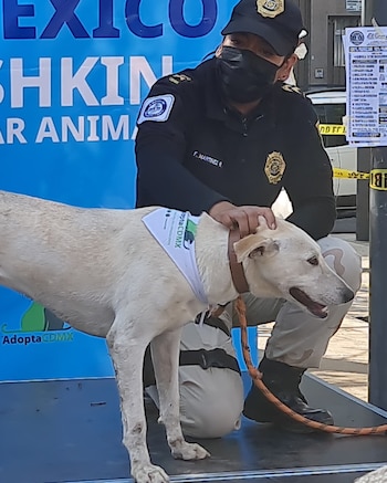 La Brigada de Vigilancia Animal