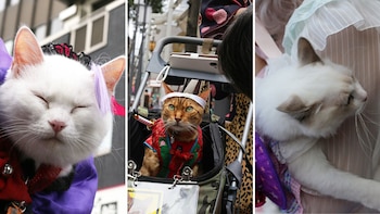 Algunos de los gatos que