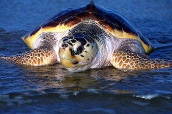 Las tortugas marinas son especies