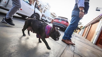 Hombre es denunciado por brutal agresión a su perrita en el Callao. Municipalidad de Bellavista