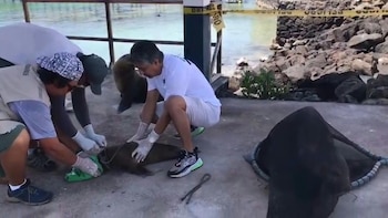 Una cría de lobo marino