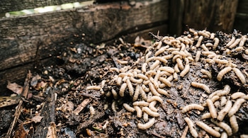Un grupo de larvas de mosca blanquecinas sobre tierra oscura y restos vegetales junto a tablas de madera.