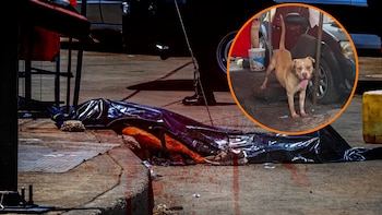 Ataque de un pitbull en CDMX deja muerto a un hombre en situación de calle en Indios Verdes