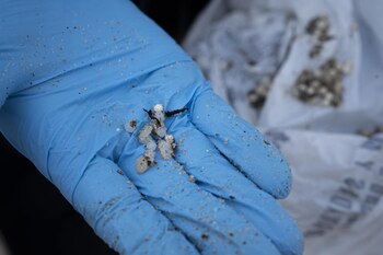 Un voluntario recoge pellets en