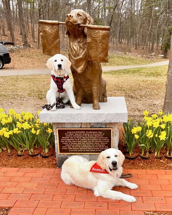 Los dos nuevos perros de