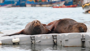 Encontraron al menos 40 lobos