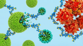 Los ácidos biliares, esenciales en
