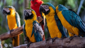 Gobierno anunció la creación del