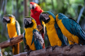 Primer modelo nacional de coordinación