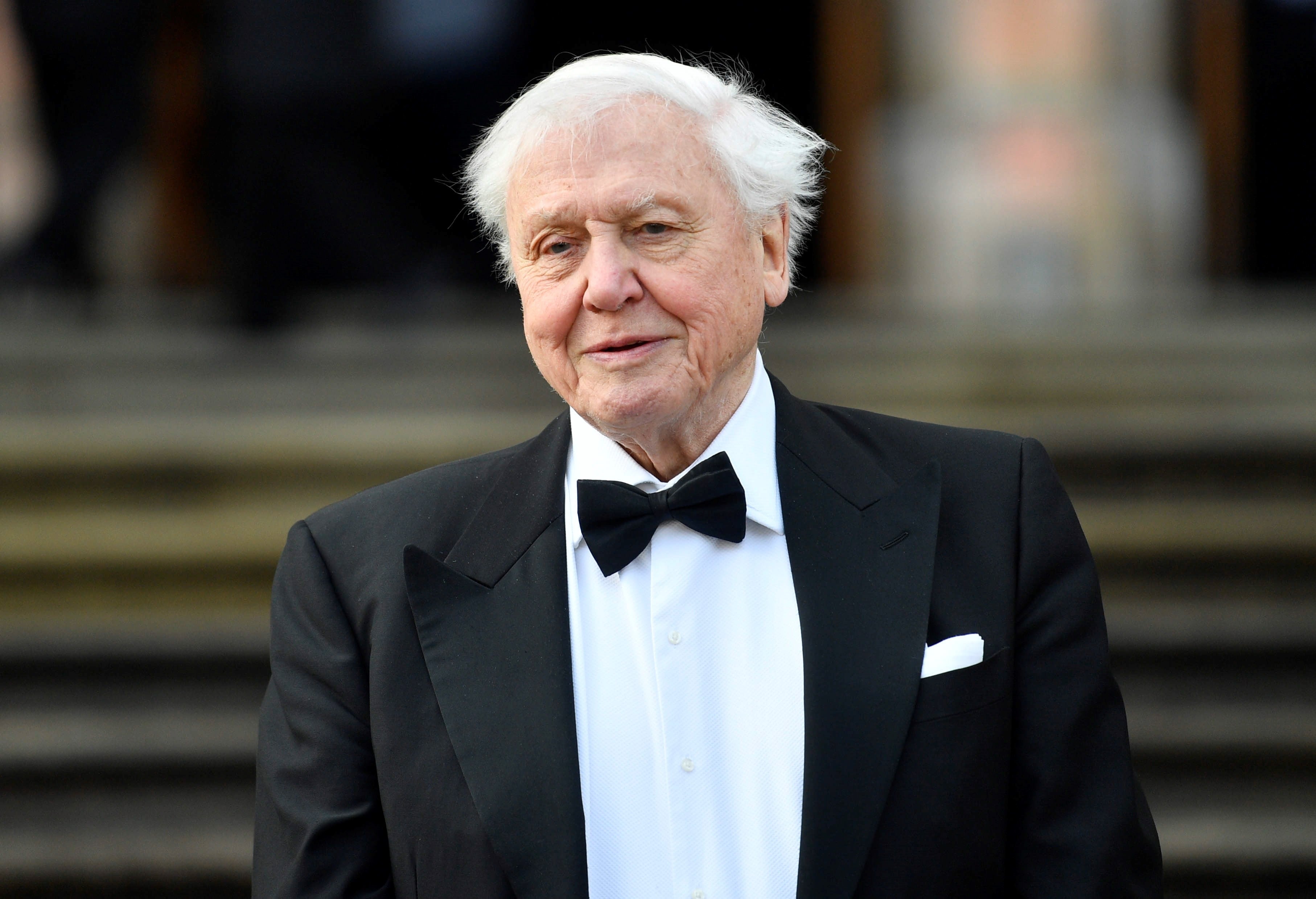 El presentador británico David Attenborough ha revolucionado la percepción pública de la naturaleza con sus documentales