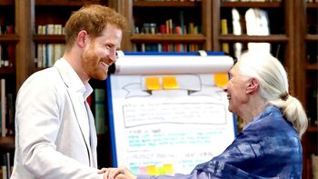 El encuentro de Harry con