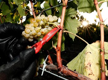 Al menos en 15 ciudades