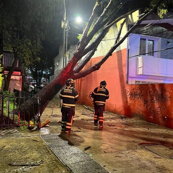 También se reportaron árboles caídos.