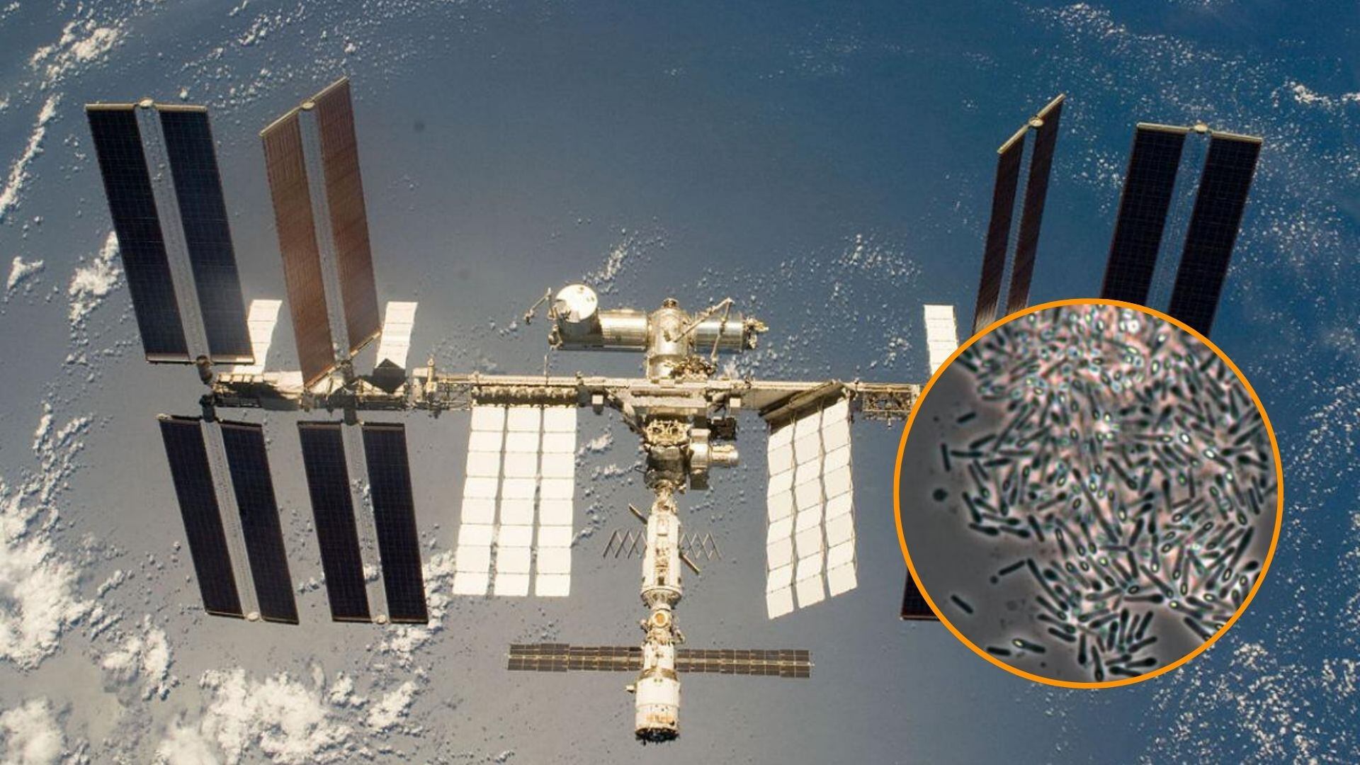 Descubren una bacteria desconocida que no consta en ningún registro terrestre a bordo de la Estación Espacial China (Leibniz-Institut DSMZ)