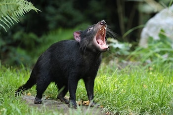 Un demonio de Tasmania de pelaje negro sobre la hierba con el hocico abierto que deja ver sus dientes y lengua