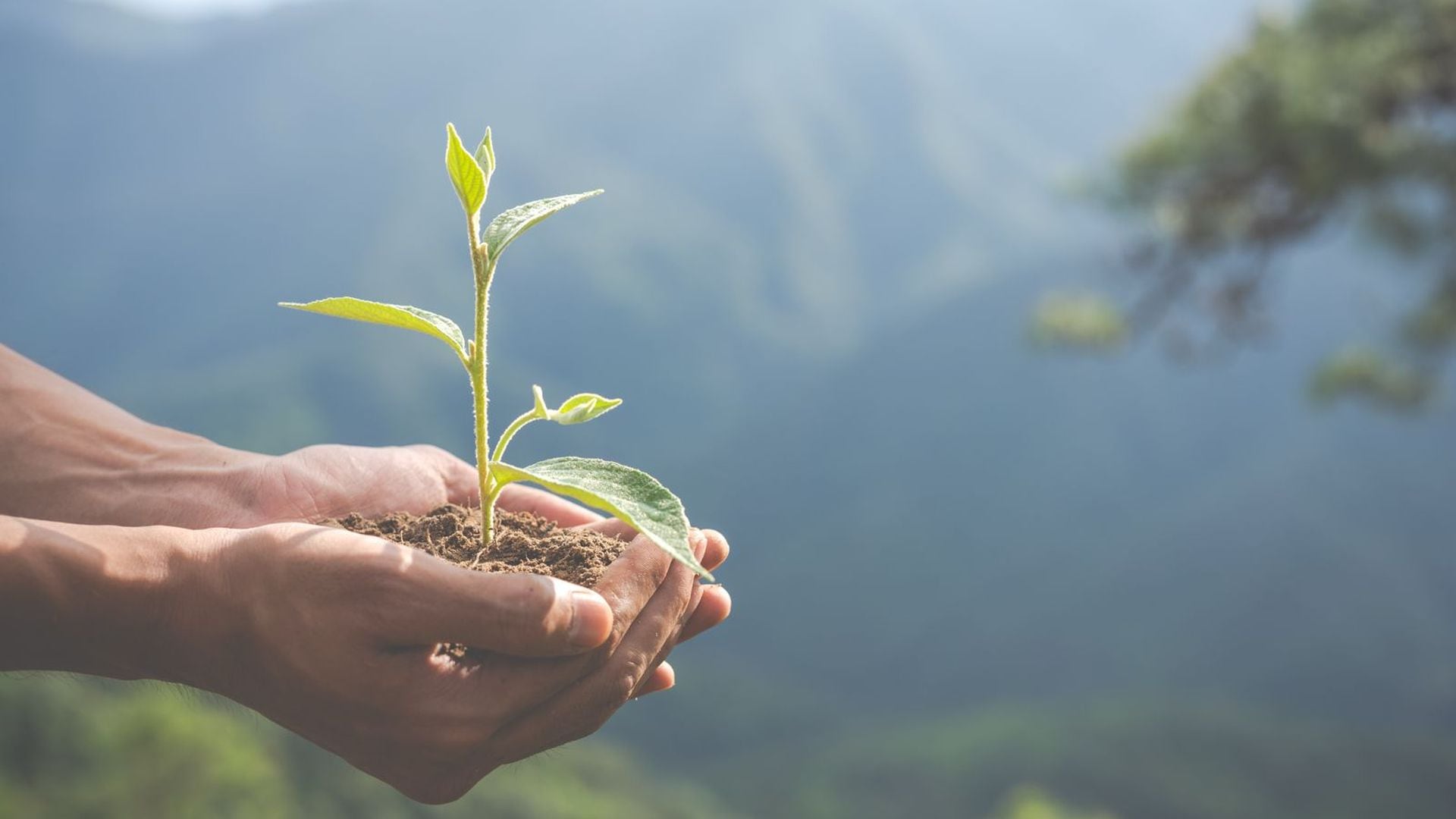 El Día Mundial del Ambiente, instaurado por la ONU, procura sensibilizar a la sociedad sobre la necesidad de proteger el planeta, promover el uso responsable de los recursos naturales y contribuir al desarrollo sostenible (Internet)