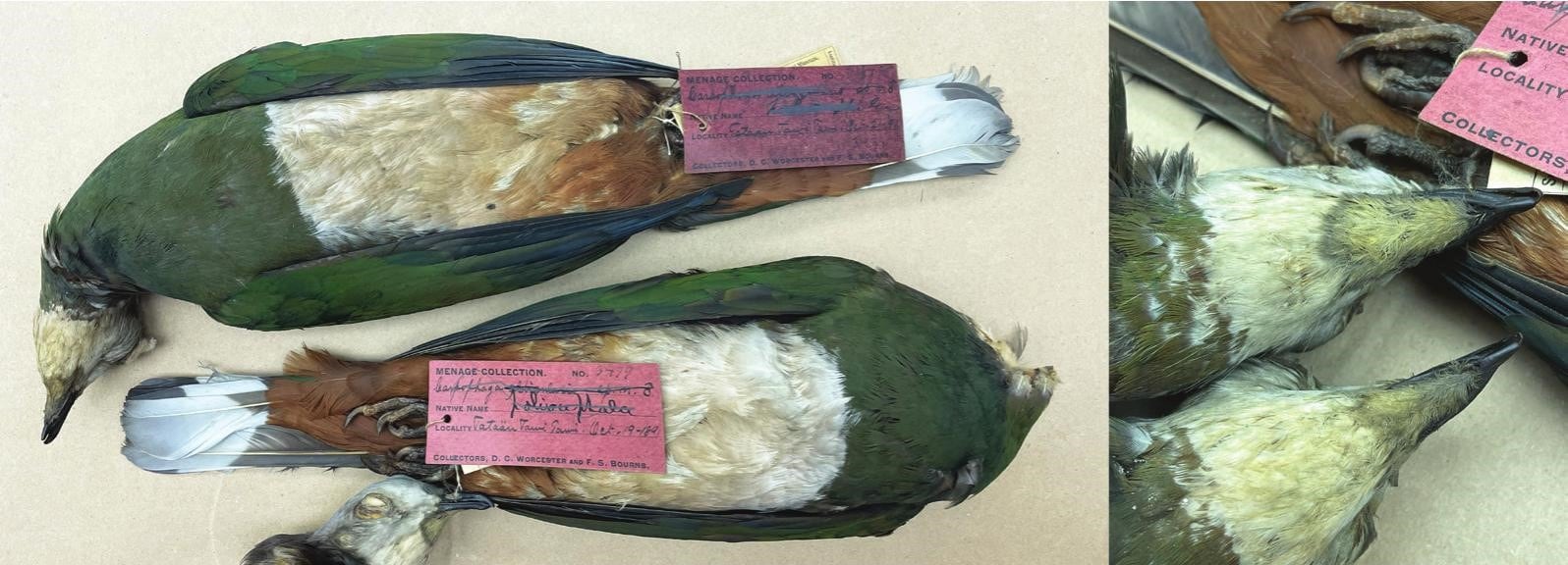 La garganta blanca y el tipo de vocalización distinguen a Ducula tawitawi de la paloma imperial de vientre rosado (Gentileza, estudio: Una nueva especie de paloma imperial (Columbidae: Ducula ) de Tawi-Tawi, Filipinas, publicado en Bulletin of the British Ornithologists’ Club)