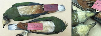 Dos especímenes de aves de plumaje verde y blanco con etiquetas rojas atadas a las patas y una vista de detalle de sus cabezas a la derecha