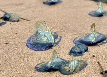 Primer plano de múltiples organismos marinos Velella Velella, de color azul y con pequeñas velas transparentes, varados sobre la arena clara de una playa