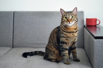 El rascado no solo deja