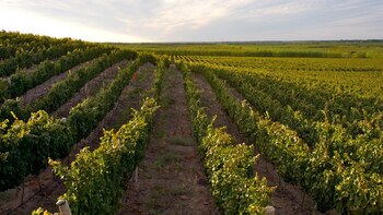 Vinos únicos y venta online: