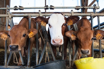 Imagen de archivo de tres vacas en una explotación ganadera. (Magnific)