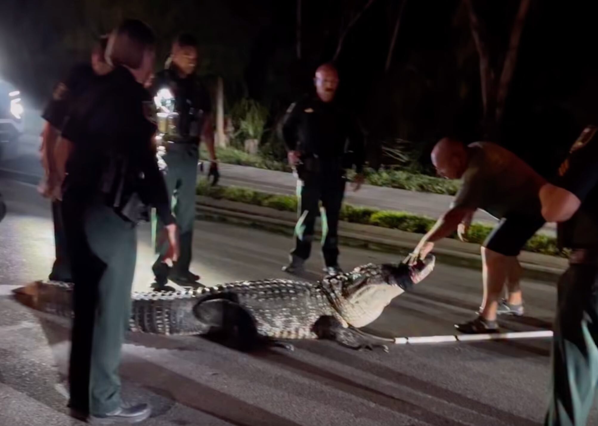El operativo para retirar al reptil fue coordinado por la oficina del Sheriff de Sarasota y un capturador especializado. (Oficina del Sheriff del Condado de Sarasota, Florida)