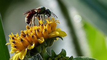 Abeja con cabeza y tórax verdes iridiscentes y abdomen rojizo oscuro sobre flor amarilla con estambres negros. Fondo borroso