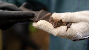 ¿Qué hace un murciélago cuando se siente enfermo? La ciencia intenta descubrirlo en Panamá