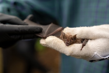 Panamá alberga cerca de 120 especies de murciélagos, con dietas y estrategias de alimentación muy diversas. Crédito: Ana Endara/STRI.