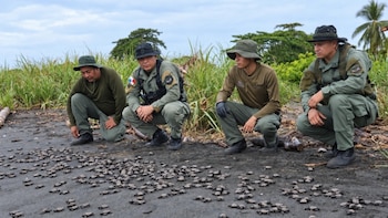 Más de 10 mil nidos de tortugas marinas son protegidas en las playas de Panamá