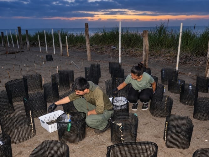 Dos playas concentran arribadas masivas de la especie golfina, uno de los fenómenos más singulares de la vida marina. (Ambiente)