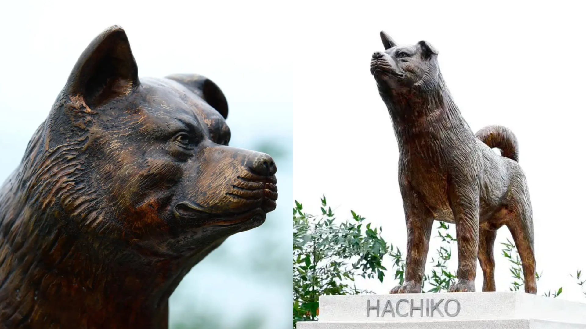 La conmovedora historia detrás de Hachiko, el perro japonés que esperó por años a su dueño y hoy recibe homenaje en Miraflores