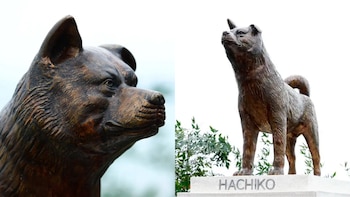 Estatua de perro Hachiko de bronce, con un primer plano de su rostro y otra toma de cuerpo completo sobre un pedestal con su nombre