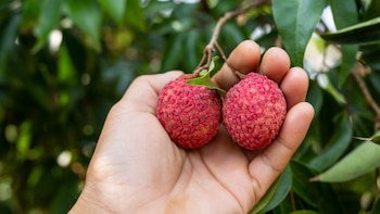 El lichi, la fruta tropical que cuida del hígado, refuerza el sistema inmunológico y previene el estreñimiento