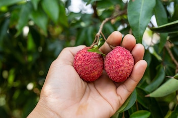 El lichi, una fruta tropical originaria de Asia (Magnific)