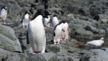 El retroceso del hielo marino empuja a los pingüinos de la Antártida a cambiar de dieta: cómo afecta a sus colonias