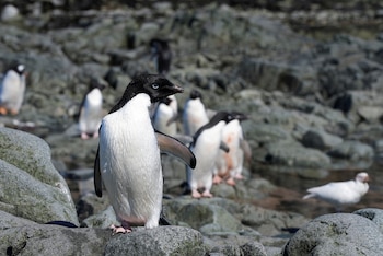 Los satélites Landsat de la NASA detectaron el guano de las colonias de pingüino de Adelia y permitieron analizar su alimentación desde el espacio. (REUTERS/Natalie Thomas)