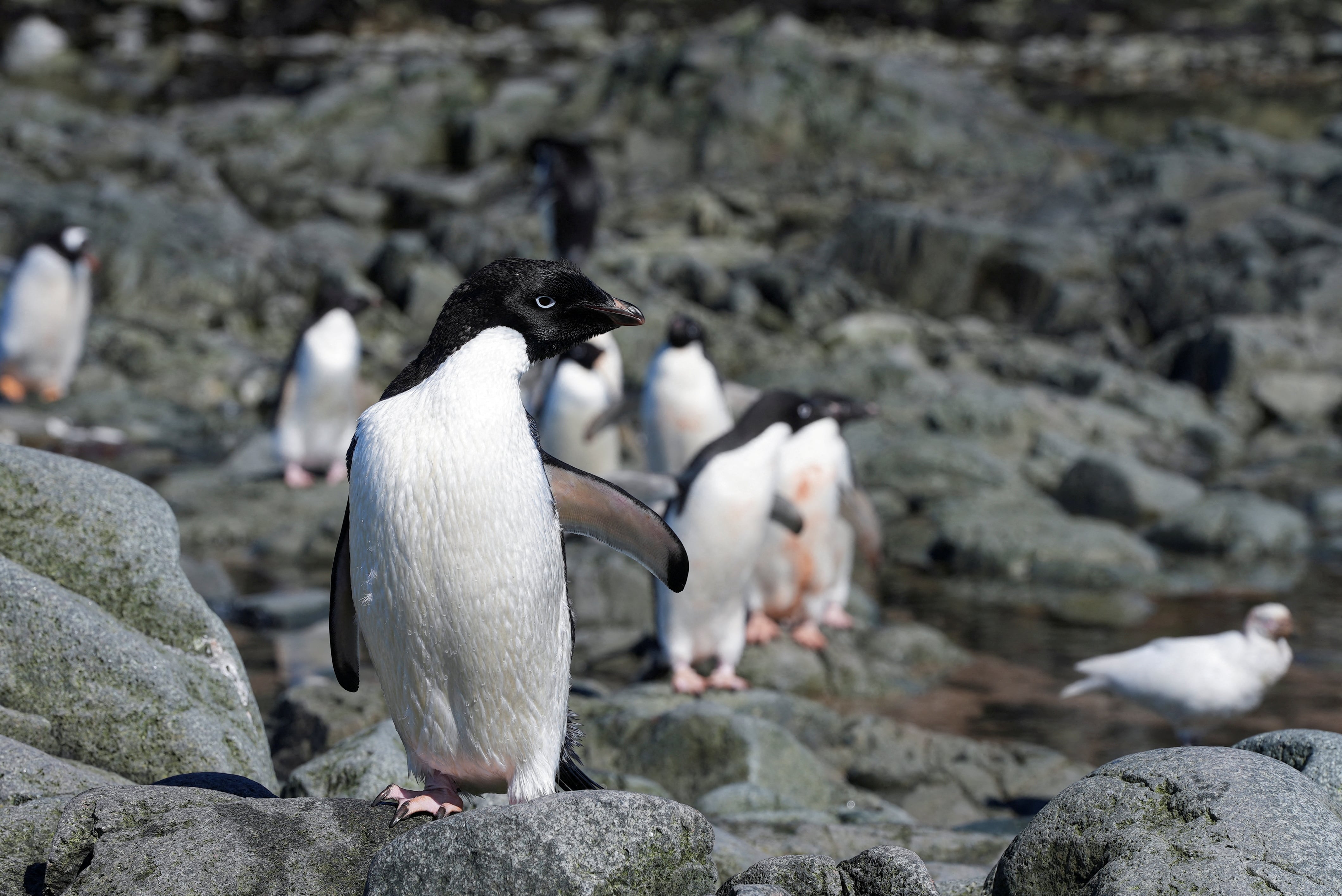 Los satélites Landsat de la NASA detectaron el guano de las colonias de pingüino de Adelia y permitieron analizar su alimentación desde el espacio. (REUTERS/Natalie Thomas)