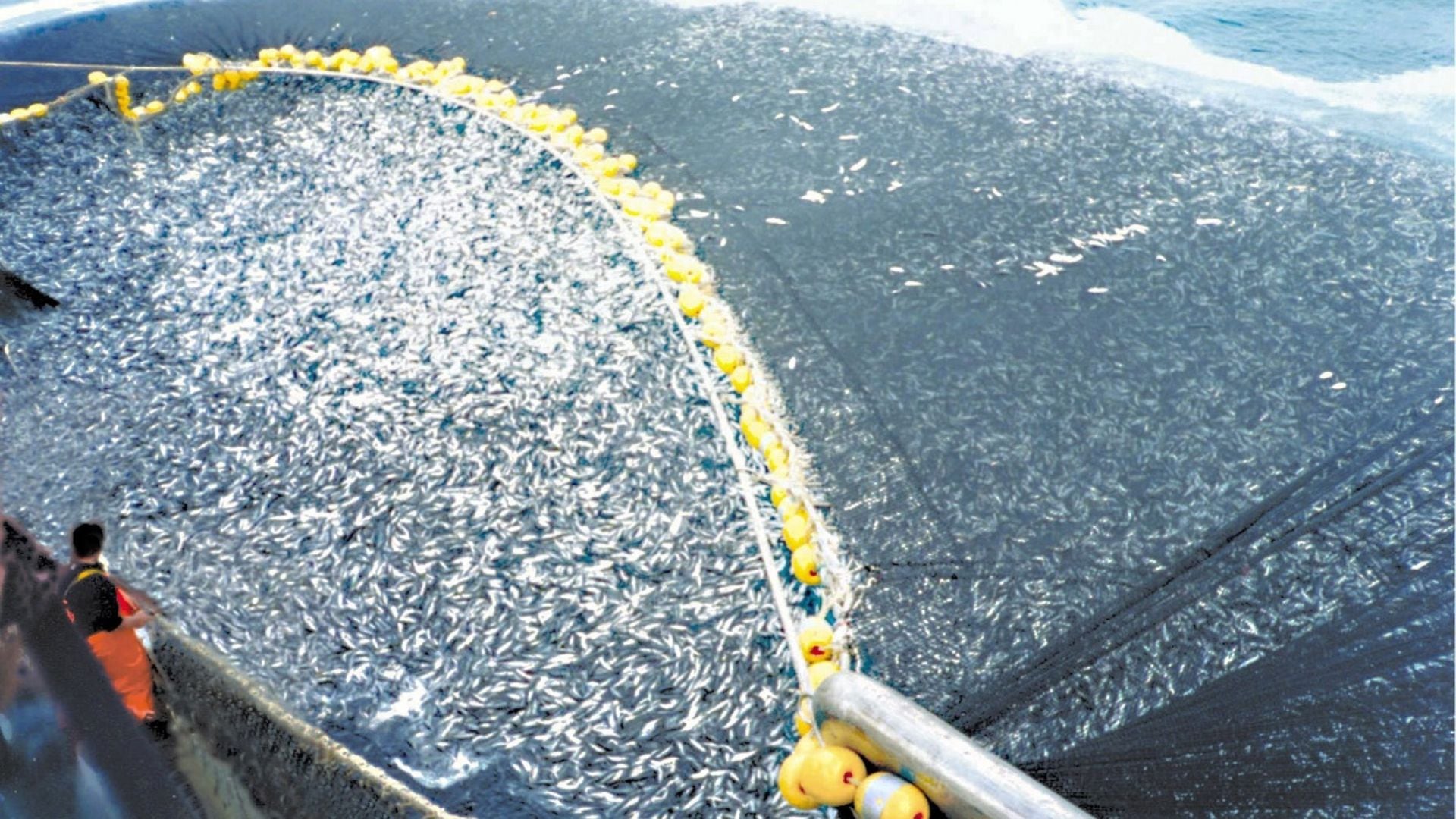 Perú autoriza récord de pesca de anchoveta en el sur para 2026