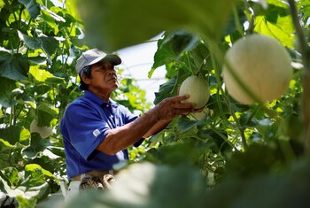 Las propiedades medicinales del melón