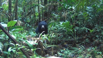 Estas son las imágenes del avistamiento de un oso de anteojos en Cundinamarca: fue captado por cámaras trampa