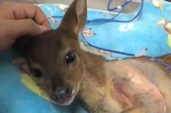 El animal fue encontrado con una de sus extremidades fracturadas, por lo que tuvo que ser sometido a una intervención quirúrgica - crédito captura de video Hospital Veterinario Universidad del Tolima / Facebook